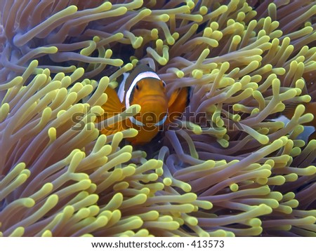 Clown anemone fish in Malaysian waters off Perhentian Island