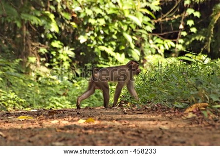 Monkey crossing a forest trail in a Malaysian tropical forest