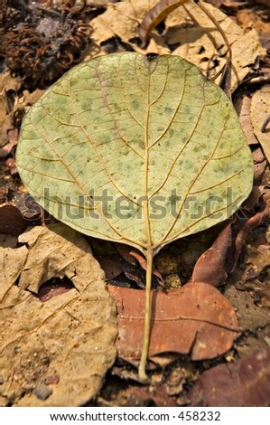 Round green leaf sitting on a forest bed of decaying leaves