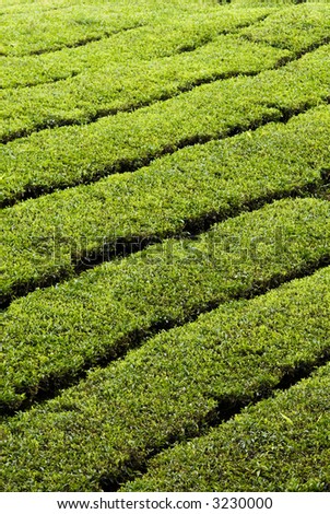 Tea estate in Cameron Highlands, Malaysia, showing diagonal pattern of rows of tea trees