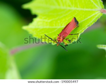 orange bug on green leaf