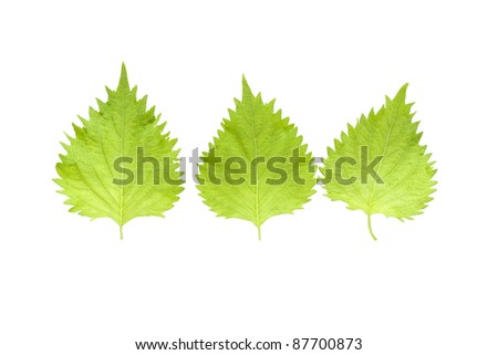 oba leaf