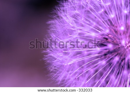Purple dandelion.