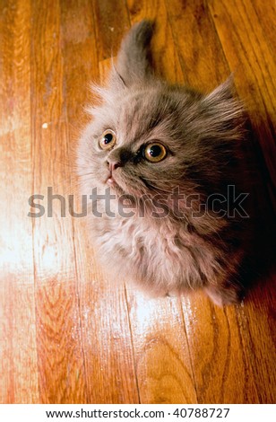 Cute adorable Persian kitten looking up on a wooden hardwood floor background