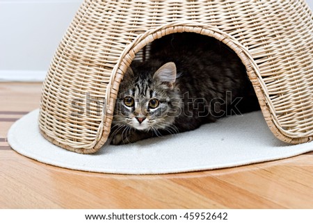 Young adorable cute cat is hiding in pet house playing