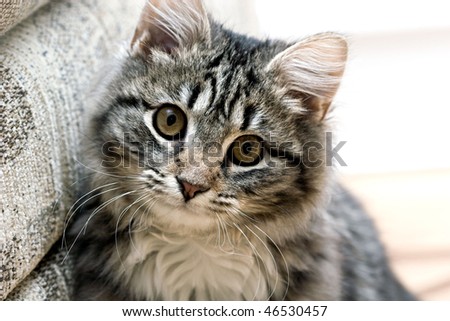 Portrait of a beautiful cat cute adorable kitten looking curiously
