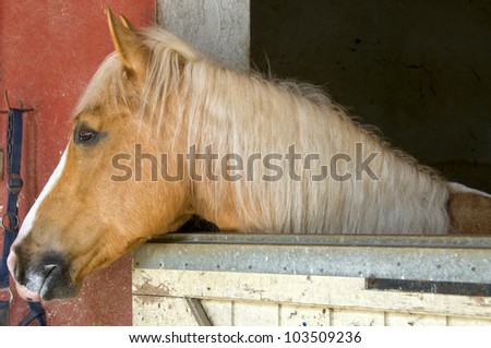 Horse looking out the fence in a horse stable