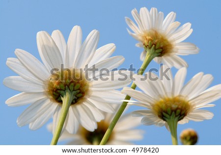 Daisies from Below