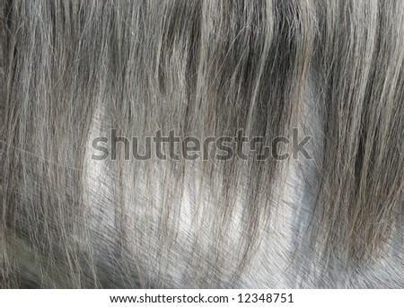 Grey horse hair detail
