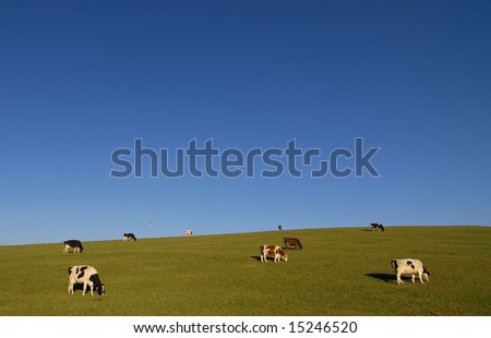 Hill country with sparse grazing cows
