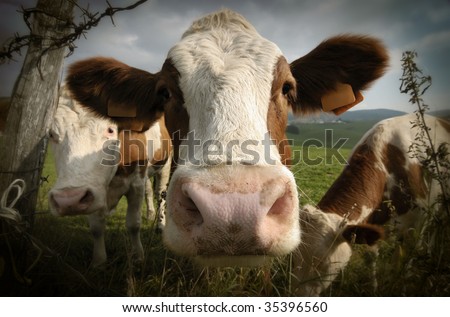Curious cows in a mountain pastureland