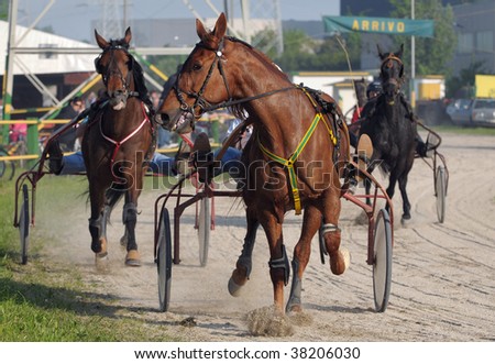 Harness racing: Final rush (ARRIVO is the italian word for FINISH)
