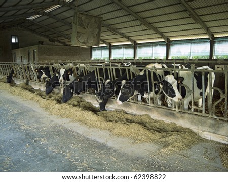 cattle farm