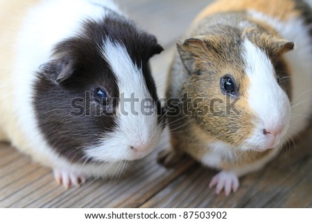 a pair of guinea pigs