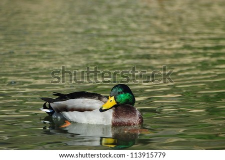 Mallard green head duck