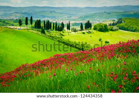 Hill covered by red flowers overlooking a road lined by cypresses on a sunny day near Certaldo, Tuscany, Italy