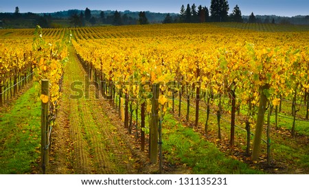 Vineyard in autumn, Napa Valley, California