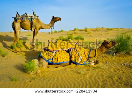 Two camels in the desert near Jaisalmer, Rajasthan, India