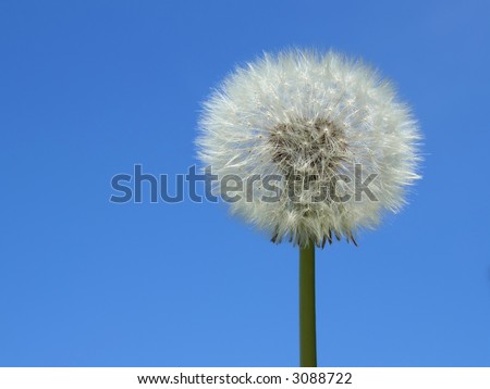 Blossoming dandelion over blue sky, horizontal