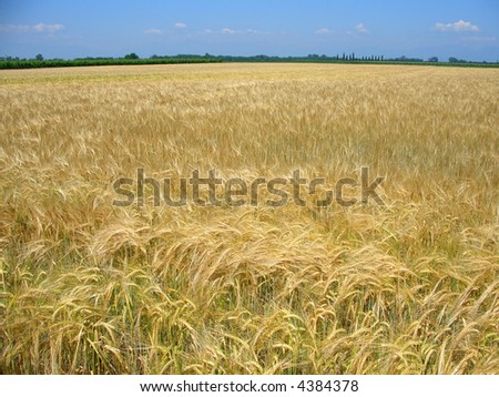 Wheat field almost ready for harvest in spring
