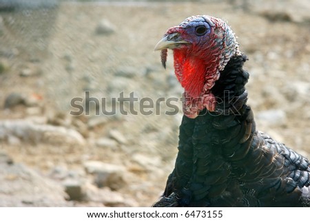 Portrait of a domestic turkey, head side view, backlit
