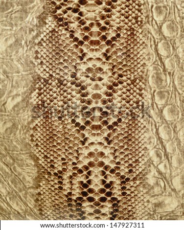 Snake skin, reptile