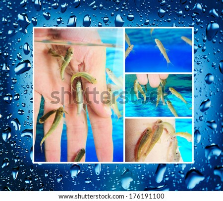 Manicure fish spa beauty treatment. Hand and finger skin care treatment in water with the fish rufa garra, also called doctor fish, nibble fish and kangal fish. Closeup.