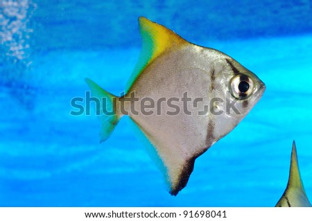Colorful fish in aquarium saltwater world