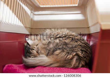 Cat carrier with striped cat under anesthetic, sleeping after surgery at veterinarian. Inside view