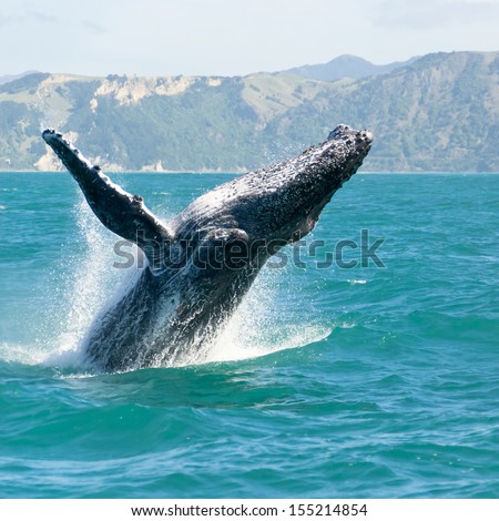 Massive Humpback Whale Playing In Water Captured From Whale Watching Boat. The Marine Giant Is On Its Route From New Zealand To Australia