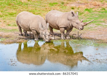 Rhino Couple At Waters edge. The Animals are reflected on the water
