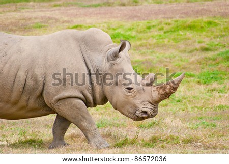 African Animal With Large Horn On Nose