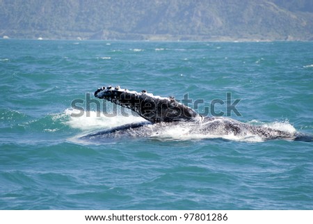 Huge humpback whale playing at coastline of Kaikoura New Zealand and showing its fin. The animal is on its way to Australia
