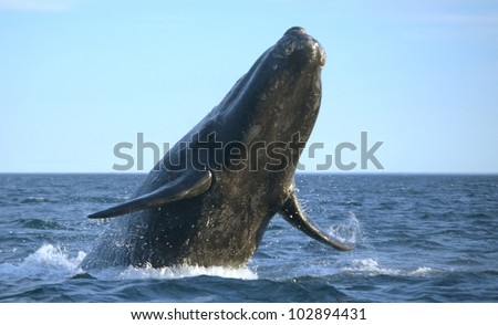 Whale Watching Atlantic