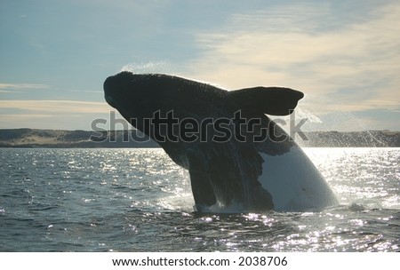 Patagonian whale jumping high in Atlantic Ocean
