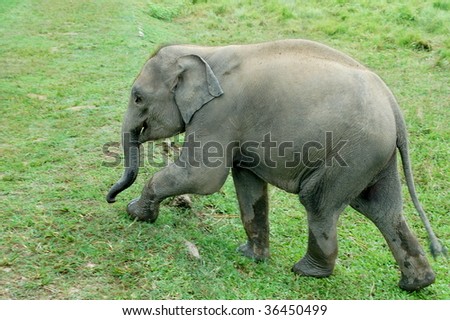 Marching Elephants