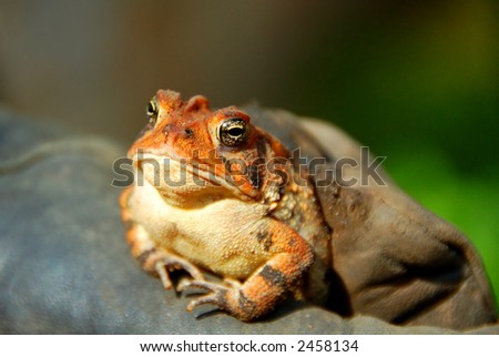 American Toad  (Bufo americanus) on Glove