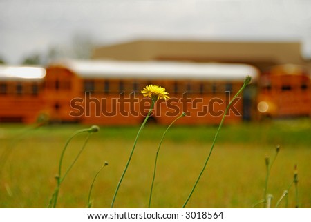 Focus Flower with School in Background