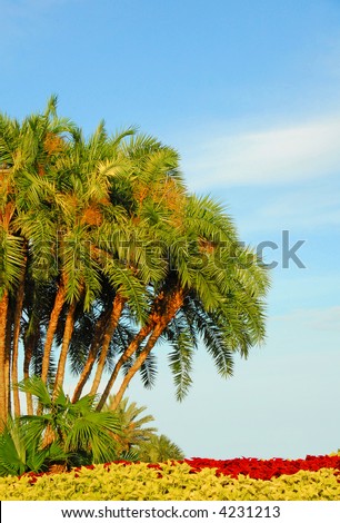 Tropical Palm Trees in Late Day Sun