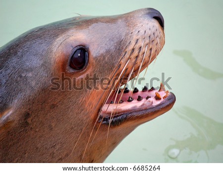 Cute Seal in Water