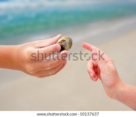 hermit crab shells. of Hermit Crab Shell