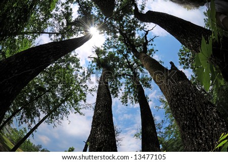 Sparkling sunshine coming through tree canopy in woods