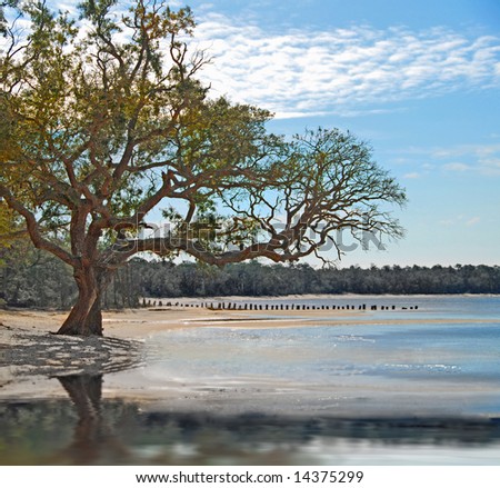 Old live oak tree on shore by pretty water