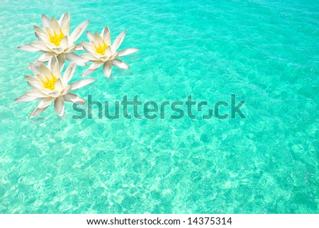 Lily flowers on Beautiful clear turquoise ocean water with gentle ripples