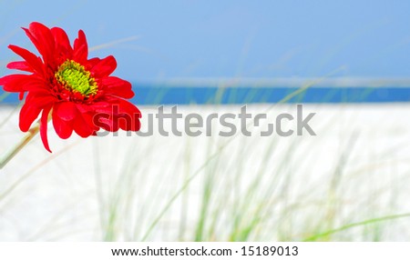 Beautiful red flower on gorgeous beach with ocean in distance