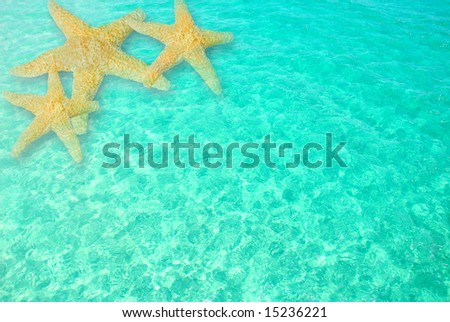 Cluster of starfish in Beautiful clear turquoise ocean water with gentle ripples