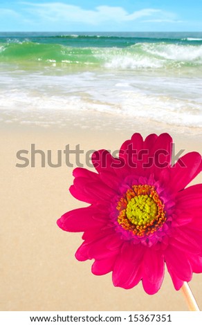 Pink daisy on beach by pretty ocean