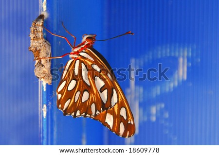 Butterflies Emerging