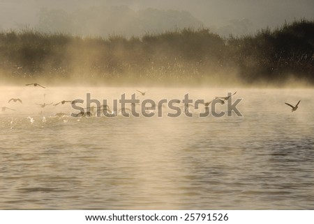 birds taking off on foggy lake