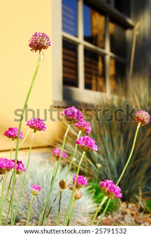 pretty flower garden by house